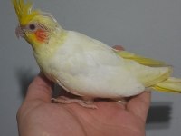 Yavru Sultanlar
