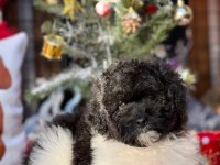 Party color toy poodle