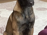 Üst Düzey Erkek Malinois