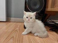 Exotic shorthair yavrumuz yeni evini arıyor