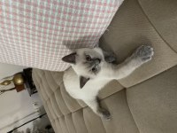 Scottish fold ve british blue point yavrular