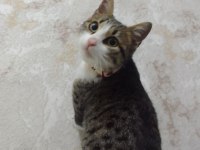 TEKİR CİNSİ 1 YAŞINDA AŞILARI TAM DİŞİ KEDİMİZ