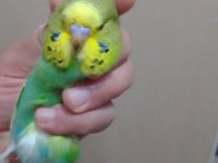 Jumbo erkek muhabbet kuşu bebekler
