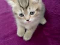 British shorthair