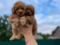 Toy poodle yavrularımız