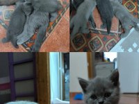 YENİ YUVALARINI BEKLEYEN YAVRU KEDİLERİMİZ