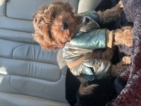 Minik poodle yavrumuza yuva arıyoruz