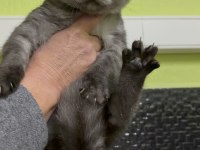 British Shorthair 4 aylık erkek