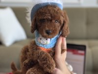 Büyümeyen boy Teacup poodle bebeğim