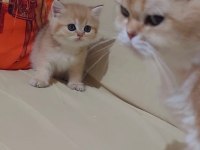 Safkan british shorthair ny 11