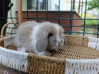 Hollanda Teddy Lop Tavşan Yavrular