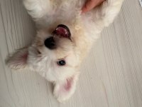 Maltese Terrier Köpeği