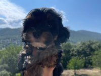 ORJİNAL MALTİPOO YAVRULAR