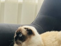 2 yaşında eğitimli scottish fold