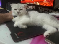 Dişi scottish fold kedimi sahiplendiriyorum