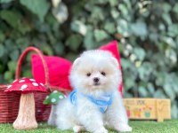 Orjinal Pomeranian Boo