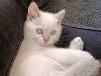 Yavru erkek british shorthair