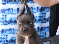 Fcı-Kıf Secereli Safkan Cane Corso Yavru Köpeği