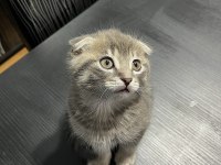 50 Günlük Gri Scottish Fold Bebek