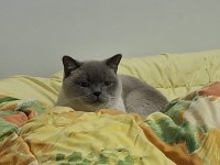 Scottish blue point