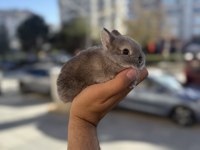 CÜCE ORİNAL İSTEYENLERE