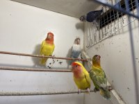 SEVDA VE CENNET PAPAĞANLARI CİTY PETSHOP