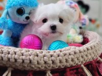 Şecereli Teacup Kore Kanı Dişi Maltese Yavrumuz
