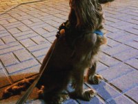 Köpeğimize acil yuva arıyoruz