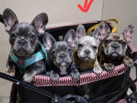 Satılık Dişi Fransız Bulldog Merle