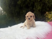 Maltipoo Yavrularımız