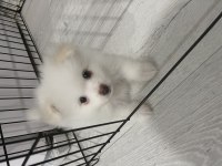 Pomeranian boo köpeğimiz