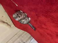 3 Aylık Scottish Fold Dişi