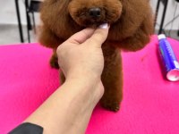 Kore Kızımın RED BROWN DİŞİ YAVRU Poodle