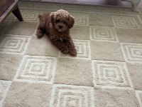 Yavru toy poodle