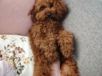 Poodle Kızıma Eş Arıyorum