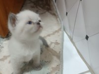 BABY Scottish Fold sahiplerini bekliyor