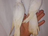 Albino Sultan Papağanı Yavrular