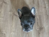 BERLIN / FRENCH BULLDOG
