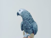 FULL EVCİL ÜST DÜZEY KONUŞAN JAKO PAPAĞANI