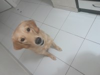 Yeni yuva arıyoruz golden retriever