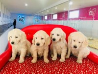 Golden Retriever Yavrularımız