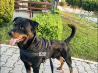 Saf kan Rottweiler yavrularım