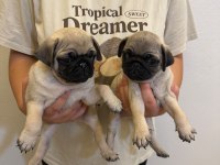 Sıfır Burun Gül Kuyruk Pug Mops