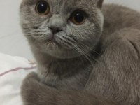 Oldukça uysal scottish fold kızandadır