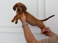 IRK VE SAĞLIK GARANTİLİ DACHSHUND (SOSİS) YAVRUMUZ