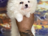 Pomeranian bebekler hazır