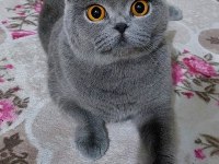 Ücretsiz british shorthair 3 yaş