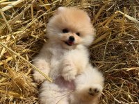 Kokoş Pomeranian Bebekler