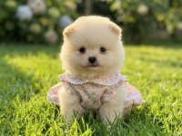 Pomeranian boo mimik boy