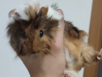 Evcil 3 adet yavru guinea pig ele alıştırmaya uygun